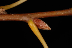 Quercus × subfalcata