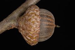 Quercus × subfalcata