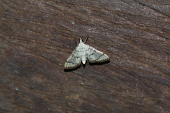Blepharomastix ranalis