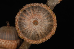 Quercus × subfalcata