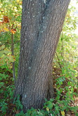 Quercus × subfalcata