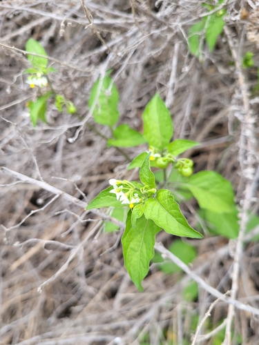 iNaturalist observation photo of greenspot nightshade