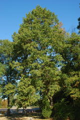 Quercus × subfalcata