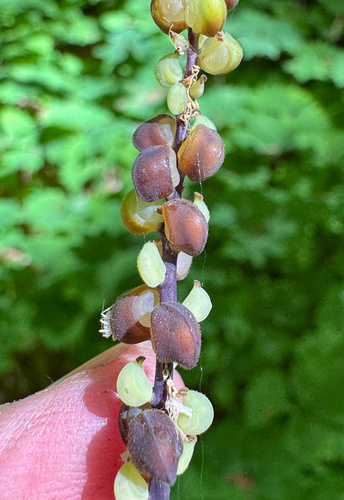Achlys californica, photograph 6