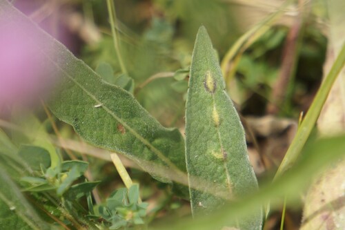 Loewiola centaureae