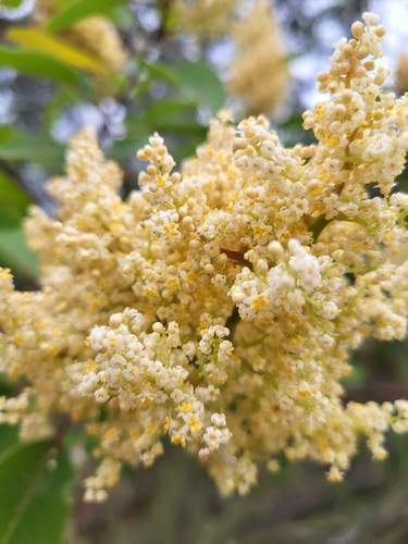 iNaturalist observation photo of laurel sumac
