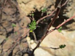 Bursera laxiflora
