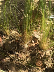 Nassella tenuissima