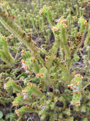 iNaturalist observation photo of branching phacelia