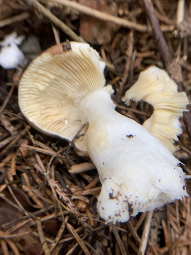 Sickener (Russula nauseosa)