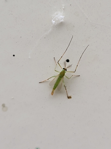 iNaturalist observation photo of Goeldichironomus amazonicus