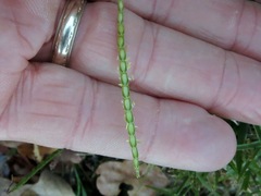 Eremochloa ophiuroides