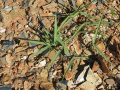 Eremochloa ophiuroides