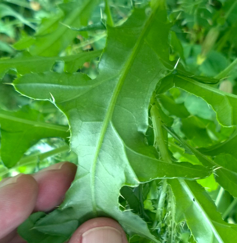 Dirvinė usnis nuotrauka