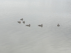 Tachyeres patachonicus