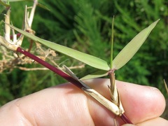 Eremochloa ophiuroides