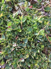 Gaultheria humifusa