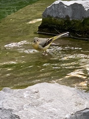 Motacilla cinerea
