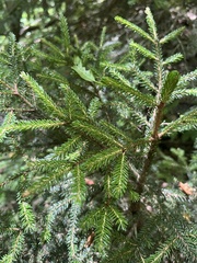 Picea orientalis, photograph (c) Наталья Пикалова, some rights reserved (CC BY)