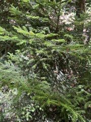 Picea orientalis, photograph (c) Наталья Пикалова, some rights reserved (CC BY)