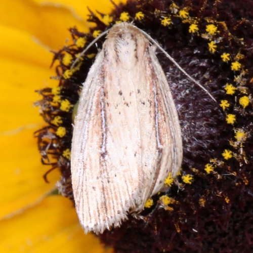 Narrow-winged Borer Moth