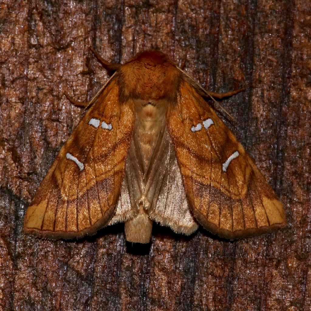 Osmunda Borer Moth