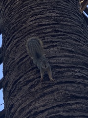 Sciurus niger