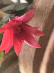 Rhipsalidopsis gaertneri