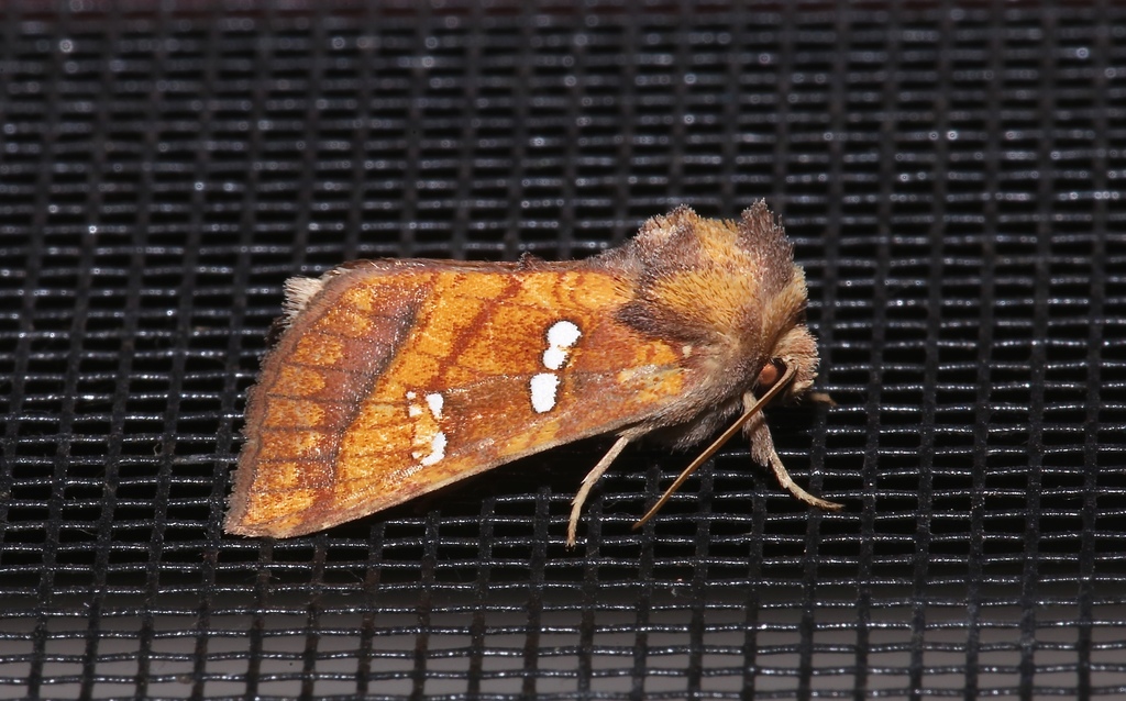 Bracken Borer Moth