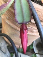 Rhipsalidopsis gaertneri