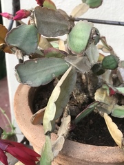 Rhipsalidopsis gaertneri