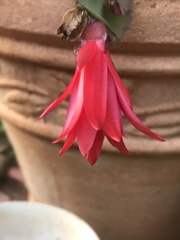 Rhipsalidopsis gaertneri