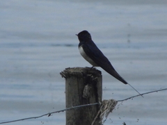 Hirundo rustica