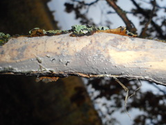 Vuilleminia comedens