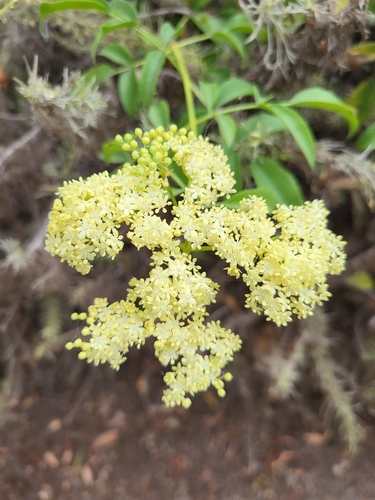 iNaturalist observation photo of Blue Elderberry