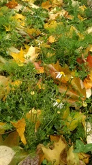 Tripleurospermum inodorum