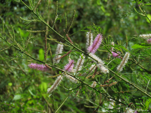Mimosa invisa observed 2025-07-09