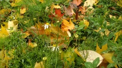 Tripleurospermum inodorum