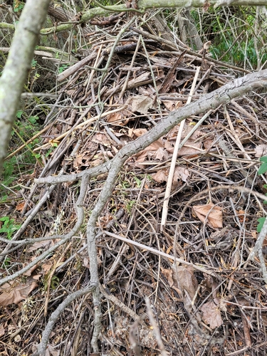 iNaturalist observation photo of Woodrats