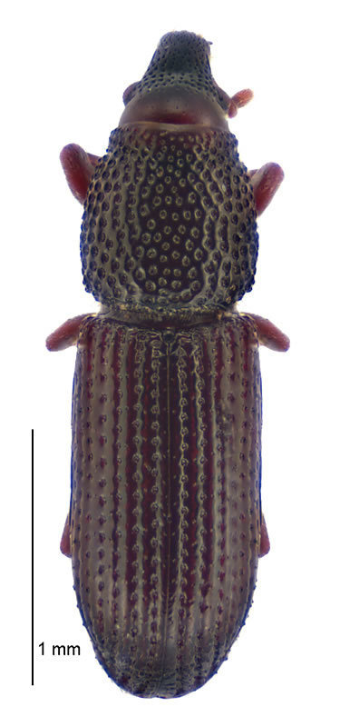 Unas