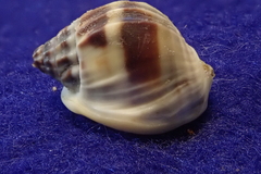 Nassarius pullus