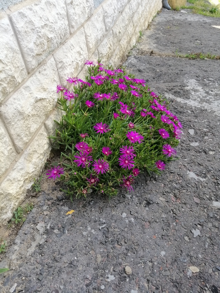 Delosperma
