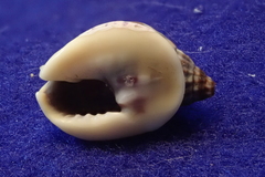 Nassarius pullus