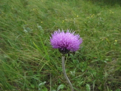Cirsium dissectum