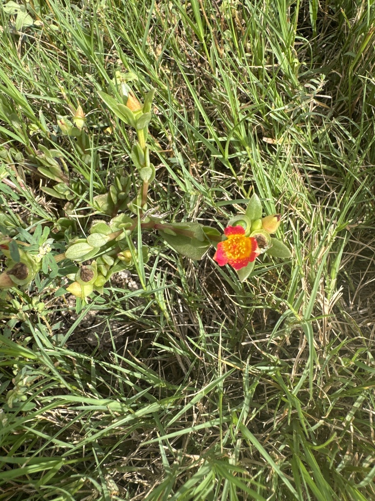 Portulaca