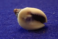 Nassarius pullus