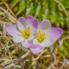 Hesperantha schelpeana