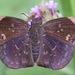 Sickle-winged Skipper - Photo (c) tex-anne, some rights reserved (CC BY-NC)