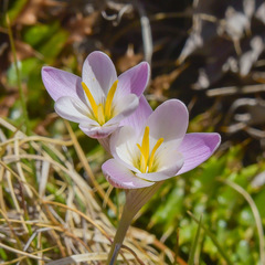 Hesperantha schelpeana