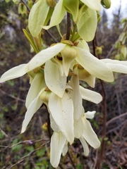 Asimina reticulata